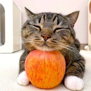 Meet your Posher, Phoebe